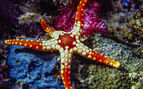 underwater photo of a red and yellow star fish in clear water