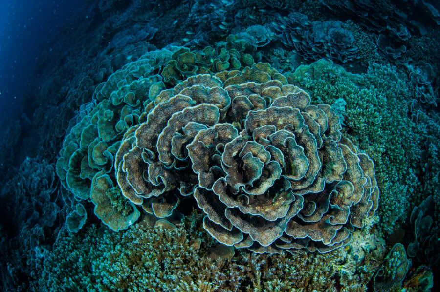 underwater photo of a blue and green coral formation in deep blue water