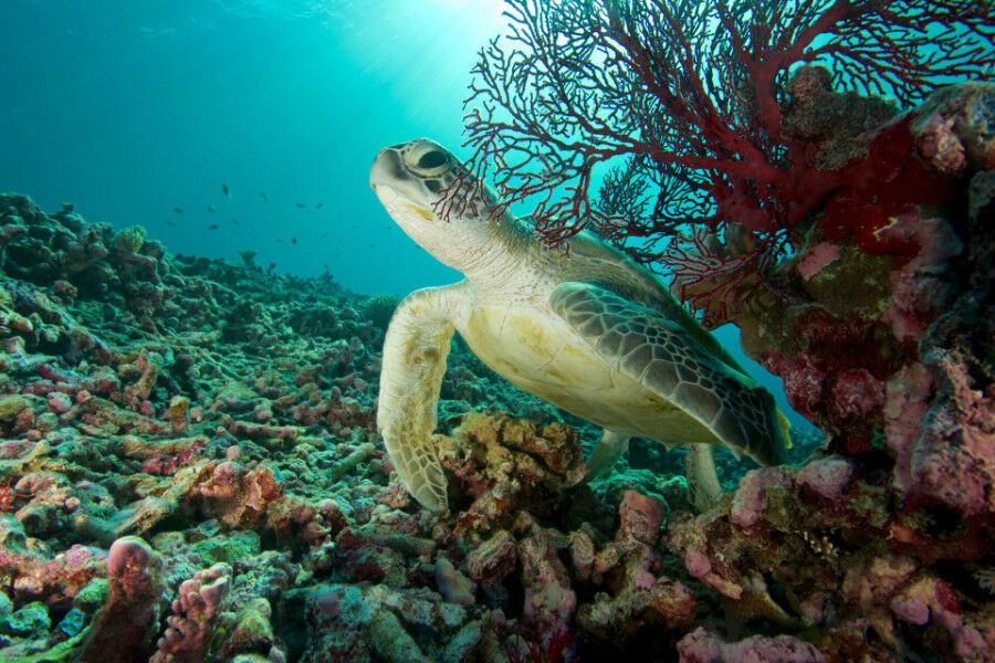 Underwater photo of a sea turtle resting on red and green coloured corals