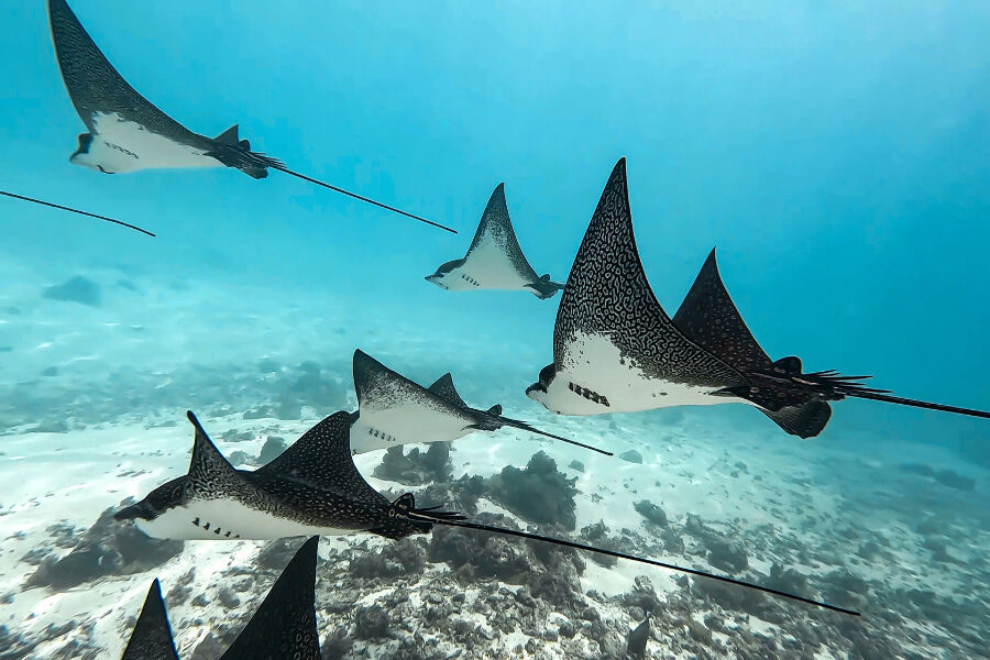 Magnificent school of eagle rays, photo taken in the lagoon of Moorea in French Polynesia