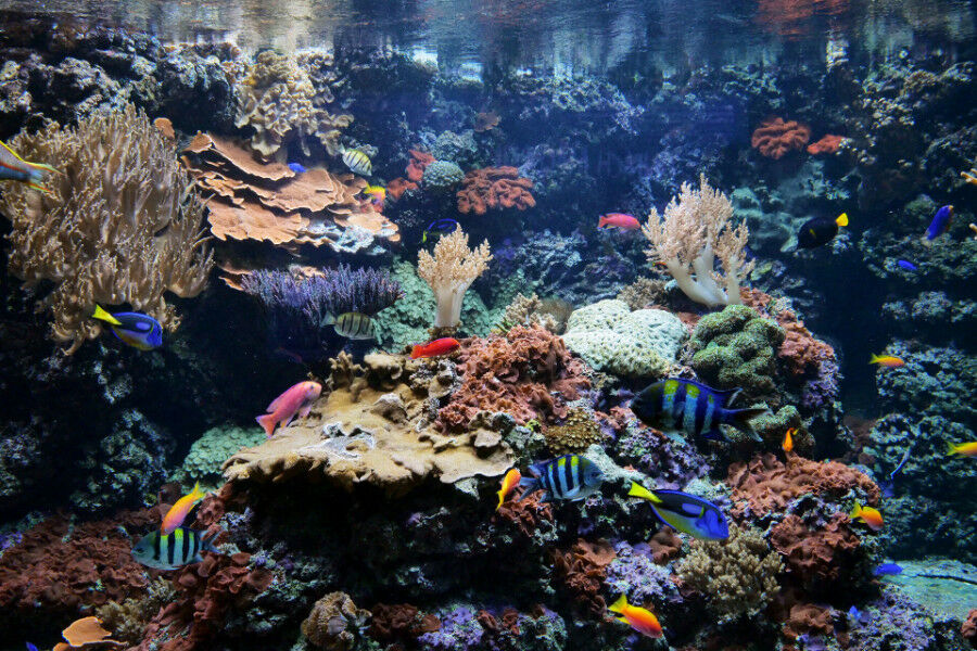 underwater photo showing tropical reef fish swimming among colourful corals in clear water
