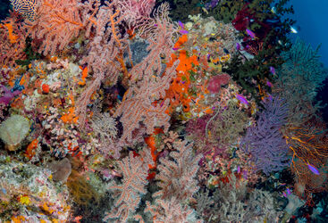 Under water photo showing colourful and healthy coral