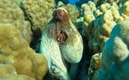 light brown octopus head peaking out between corals