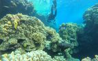 underwater photo showing a coral garden is a diver swimming away