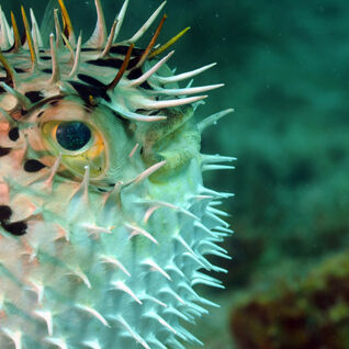 close up image of the side of a pufferfish's face