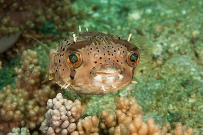 underwater photo of a pufferfish looking at the camera