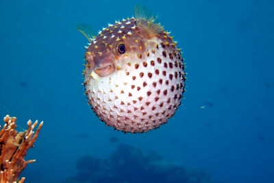 underwater photo of a pufferfish puffed up swimming in sky blue water