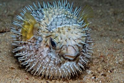 a puffed up pufferfish resting on a a sandy bottom.
