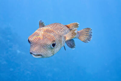 a spotted pufferfish is swimming through blue water 