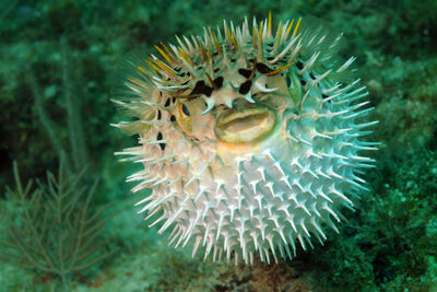 inflated pufferfish showing off it's size facing the camera