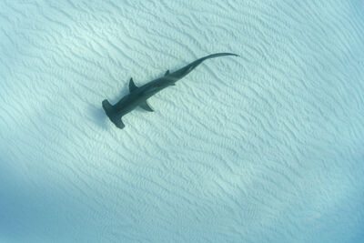 Above photo of a great hammer head shark swimming over a sandy sea floor