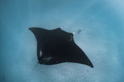 Above photo of a manta ray swimming over a sandy seafloor