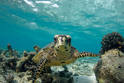 Close up photo of a hawksbill turtle looking at the camera