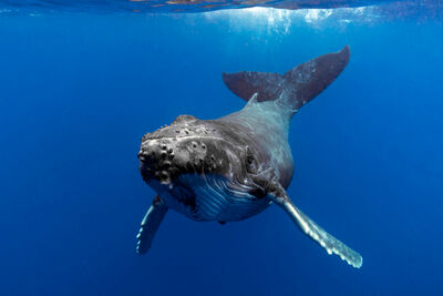 a humpback whale calf swims in dark blue water towards the camera