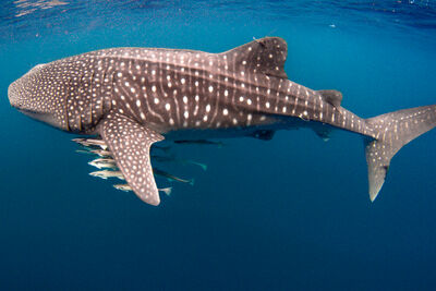 A lagrge whale shark swims in clear water close to the surface with a school of small fish surrounding it.