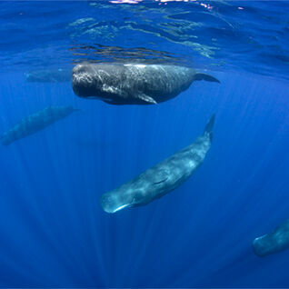 A group of sperm whales swimming close to the surface in deep blue water