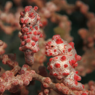 underwater macro photography of a pink pygym seahorse resting on pink coral with a black background