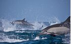 water level photo of dolphin heads above the water surface
