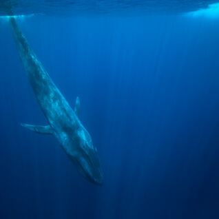 underwater photo of a blue whale diving down from the water surface