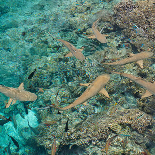 aerial view of blacktip reef sharks swimming in shallow rocky waters