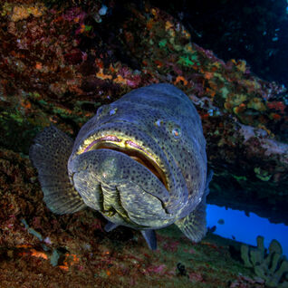 a goliath grouper resting under rocks