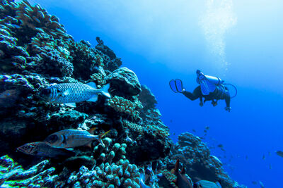 A diver swimming away with a coral reef to one side and some fish swimming in the blue toned water