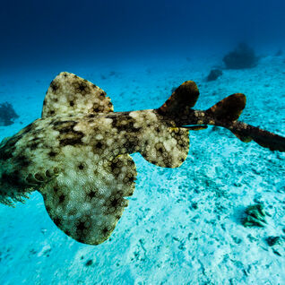 underwater photo of a wobbegong shark swimming in blue water over a sandy seafloor