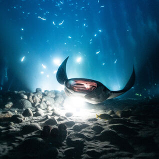underwater photo showing a manta ray swimming over a bright light resting on the seabed at night time.