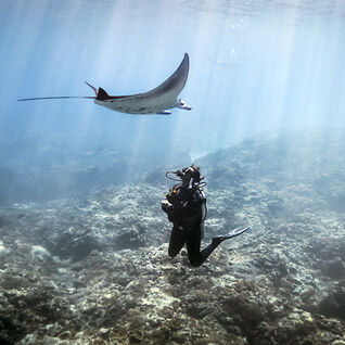 underwater photo of a diver swimming below a manta ray looking up to it