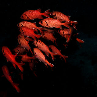 School of red fish
