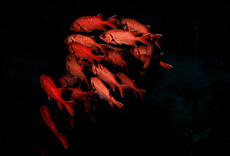 School of red fish