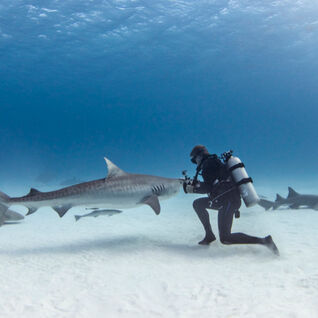 Nurse Sharks