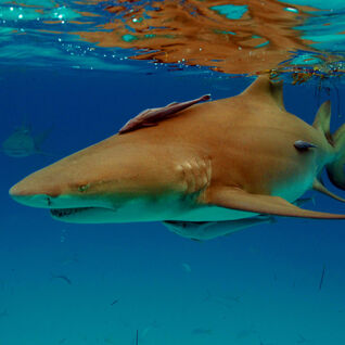 Lemon Shark
