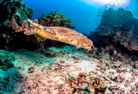 Wobbegong Shark