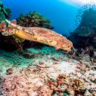 Wobbegong Shark