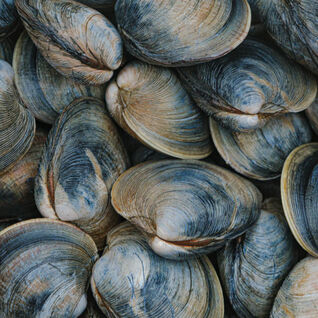 Clams
