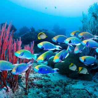 Parrotfish