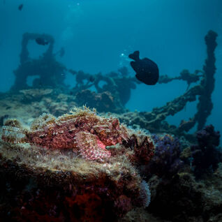 Stonefish on wreck