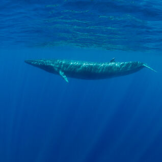 Blue whale gliding through the blue ocean