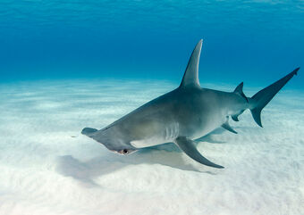 Hammerhead shark