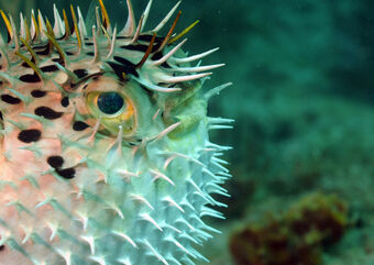 close up image of the side of a pufferfish's face