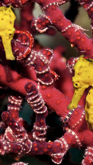 Two honeymoon yellow sea horses sitting together on red coral