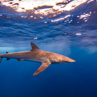 silky shark swimming in the open ocean