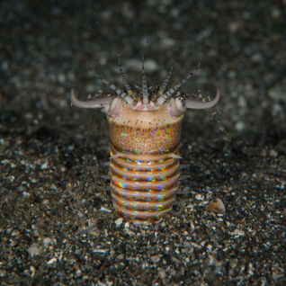 Bobbit worm in sediment