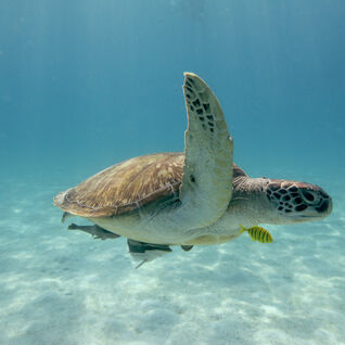 Olive ridley sea turtle swimming in the ocean