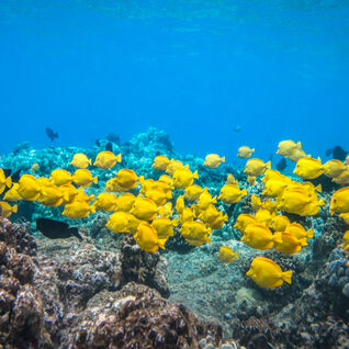 A group of yellow tangs swimming together over a coral reef