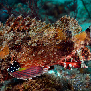 Scorpionfish