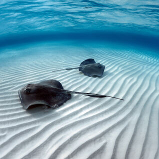 Two stingrays swimming on the sand of the ocean floor