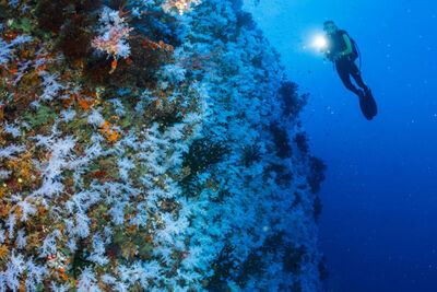 Great White Wall, Fiji