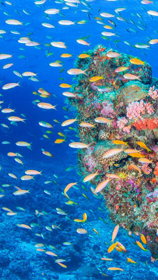 Coral reef in the Seychelles